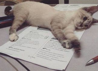 10 fotos de gatinhos que decidiram não permitir o estudo de seus donos