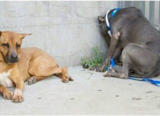 Se o seu animal faz isso você deve levá-lo ao veterinário logo!