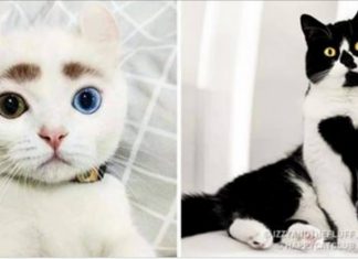 14 Animais criativamente coloridos pela natureza