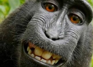 Um homem está sendo processado por esse macaco, entenda a história