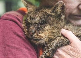 Uma senhora dedica sua vida a esses animais por uma causa super especial