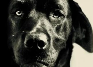 A história por trás da foto deste cachorro “assassino” na prisão vai tocar seu coração