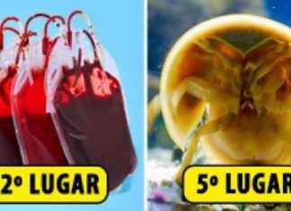 Os 15 líquidos mais caros da Terra, alguns dos quais usamos mesmo