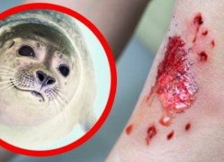 10 animais muito fofos, mas que podem matar você