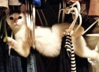 12 imagens de animais que claramente estão tendo um dia ruim