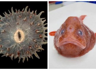 As 16 criaturas marinhas mais misteriosas já encontradas na Austrália