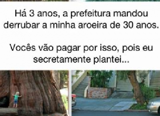 Homem se vinga do prefeito pela morte de sua árvore favorita