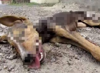 Cadela moribunda abana a cauda ao ver seus salvadores