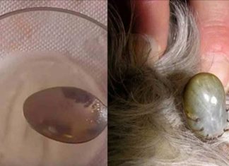 Receita Caseira para ELIMINAR PULGAS e CARRAPATOS do seu ANIMAL de ESTIMAÇÃO com BICARBONATO de SÓDIO