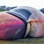 27066857_720341644833438_2198299294462847502_n