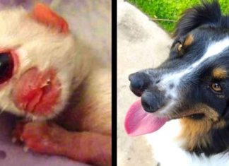 10 mutações genéticas bizarras em animais que são inacreditáveis