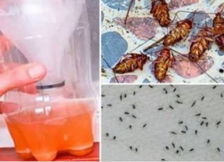 Uma receita caseira poderosa que faz todos os mosquitos e baratas caírem mortos imediatamente!