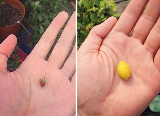 25 pessoas que definitivamente perderam na loteria na hora de se alimentar